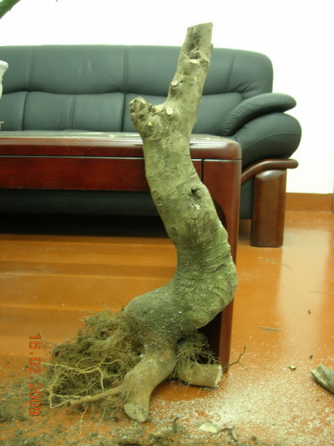 今天上山挖泥,顺便掘了个好树桩-心情故事-中国