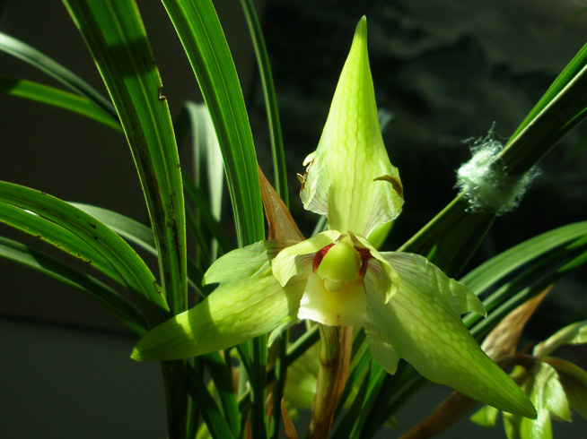请欣赏我省毕节市纳雍县兰花展