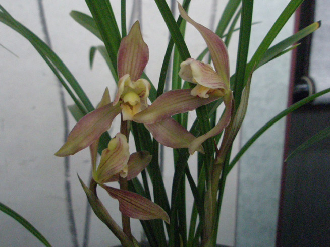 请欣赏我省 毕节市 纳雍县兰花展