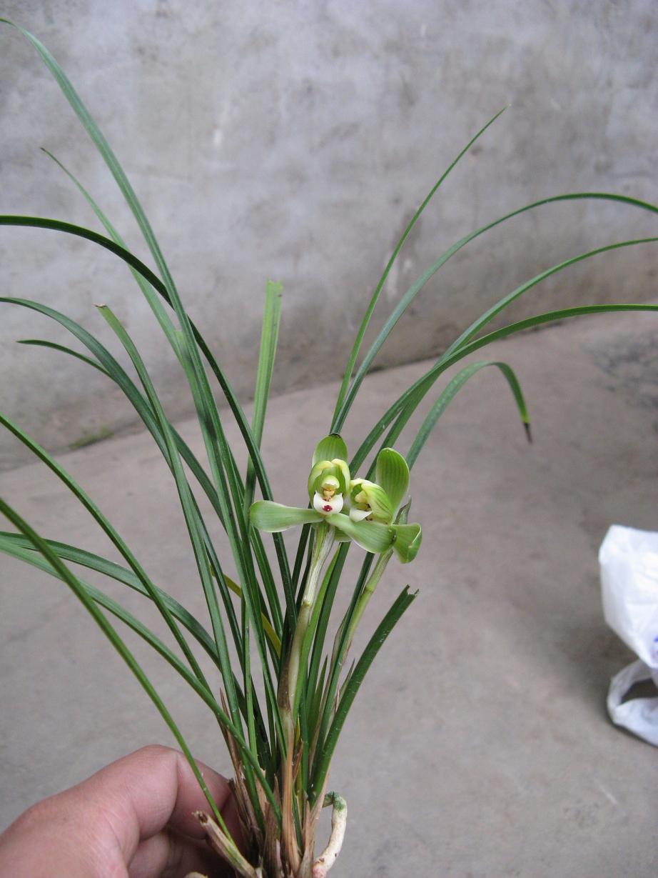 看看我的收获-以兰会友-中国兰花交易网社区