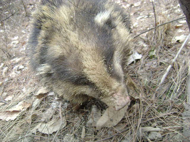 朋友发现一头动物猪獾子