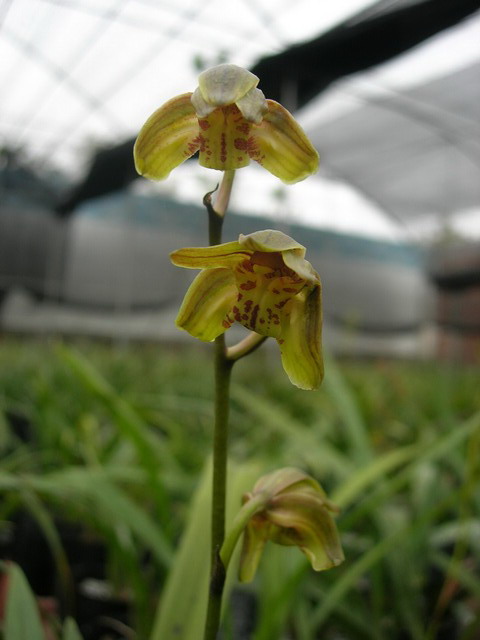 几个墨兰尾花-墨兰篇-中国兰花交易网社区