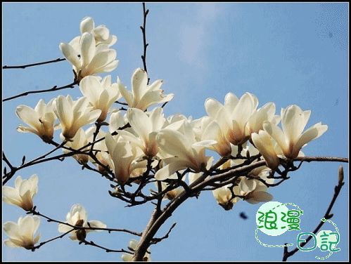 心花怒放之玉树临风白玉兰