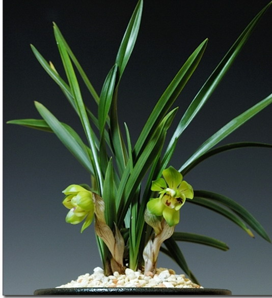 话，绿云传说……因为一时喜好再提!-春兰篇-中国兰花交易网社区