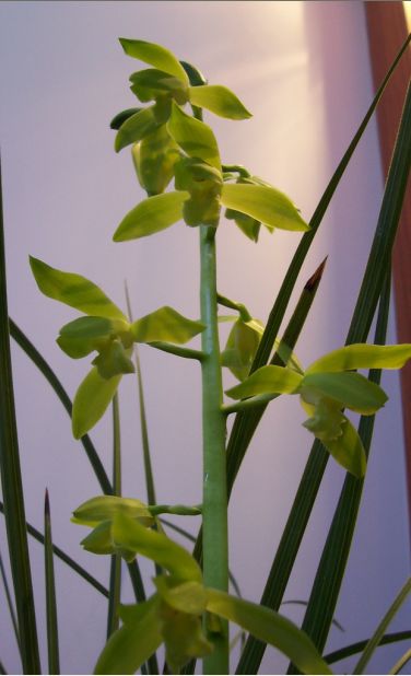 如意素蕙兰