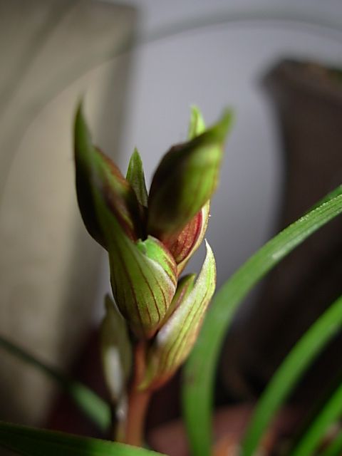 从大鱼那引的蕙兰水仙花苞小排玲了.