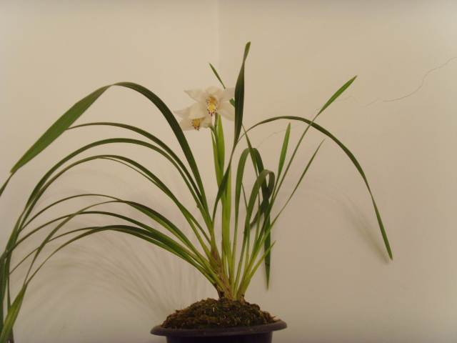 和云南滇西独占春产地的兰友比比花的大小、娱