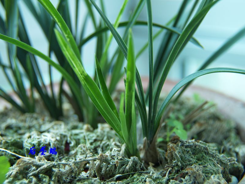 向隅而泣,弃之留之?-病害诊断-中国兰花交易网