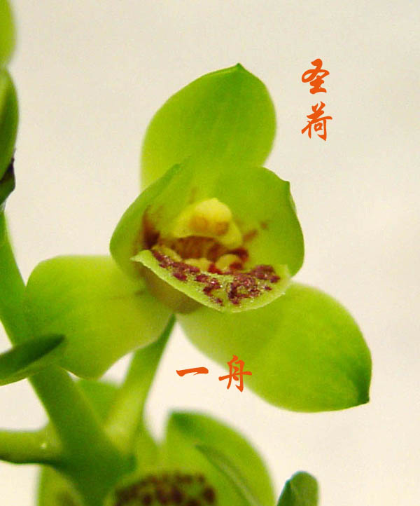 蕙兰荷瓣的标准是什么?