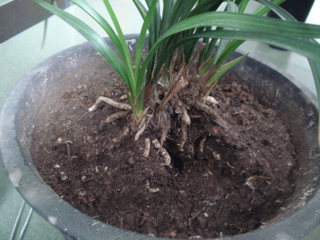 细山泥养的兰-春兰篇-中国兰花交易网社区