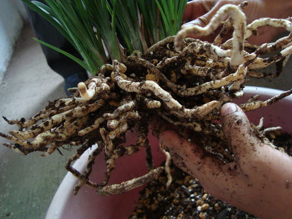 翻盆荷形水仙根长的还不错!-蕙兰篇-中国兰花交易网社区