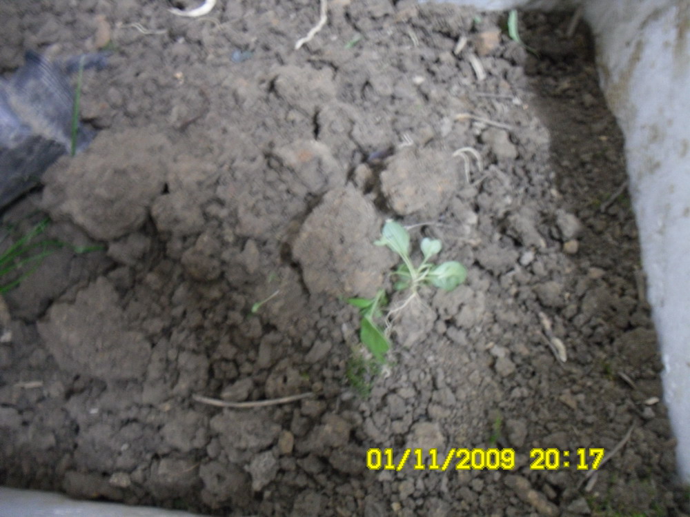 山泥种养-种养心得-中国兰花交易网社区