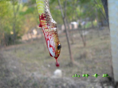 老毒物(蛇与金环胡蜂)