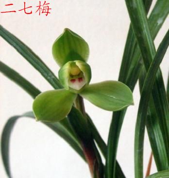 二七梅--壮苗