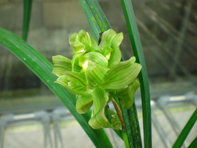 春剑圣麒麟(白芙蓉):是四川春剑高端奇花名品,数量少,花朵特大,开花