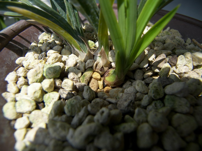 组培绿云阶段性生长情况汇报_续5-组培杂交