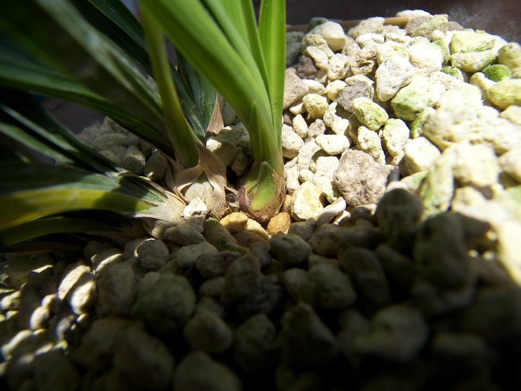 组培绿云阶段性生长情况汇报_续5-组培杂交