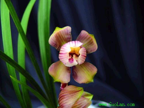 两个荷瓣奇花-春兰篇-中国兰花交易网社区