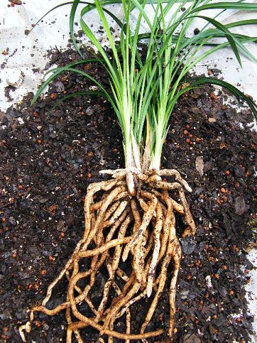 莲瓣兰传统种植个人心得-莲瓣篇-中国兰花交易