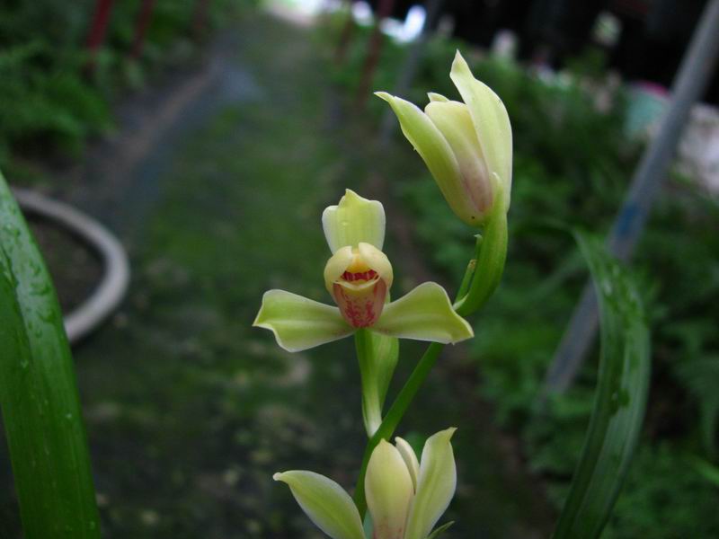 丹棱水仙(带花芽)