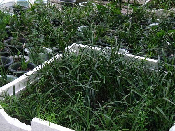 贵州下山兰草兰园自我介绍-申请卖家-中国兰花