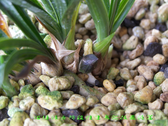 组培绿云阶段性生长情况汇报_续6