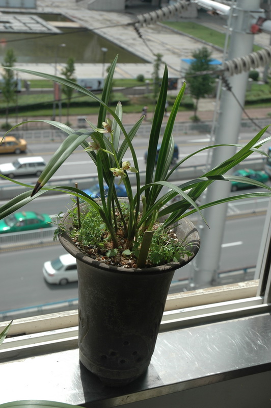 我的宜宾荷仙(宜宾小荷瓣)-建兰篇-中国兰花交易网社区