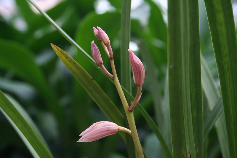 红粉女郎 花蝴蝶-建兰篇-中国兰花交易网社区