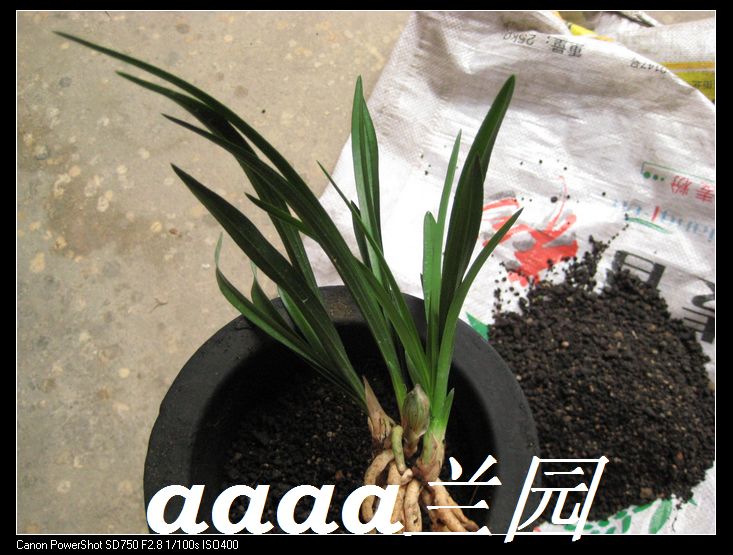 植金石哪种好 金曜石散珠牌子同款