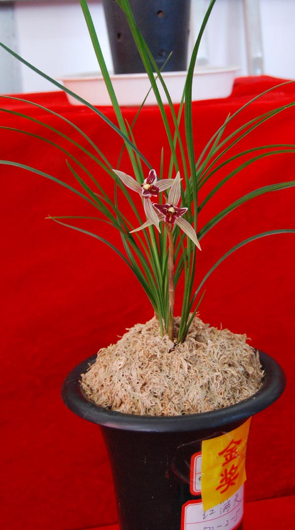 昆明兰展的""荷之冠"和"红满天"-莲瓣篇-中国兰花交易