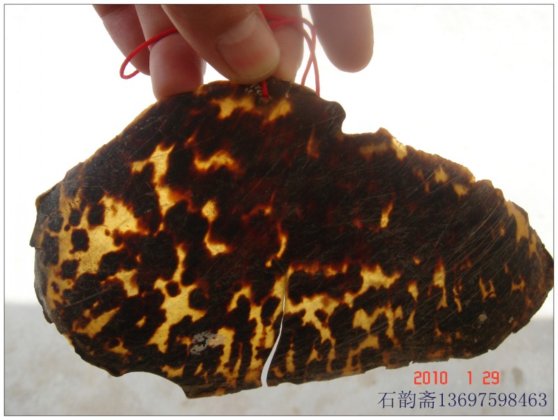真品海南黄花梨和玳瑁请欣赏