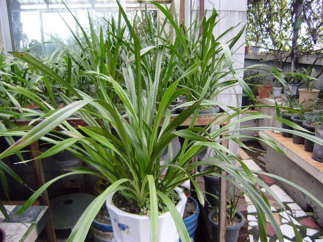 汇报:高腰盆养兰的情况-以兰会友-中国兰花交易