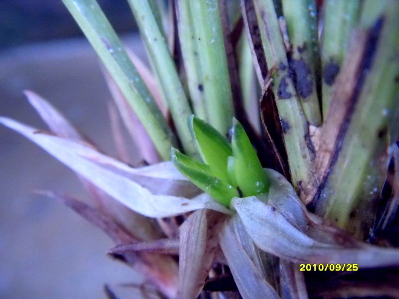 下山春兰绿边缟漂亮缟花 1>