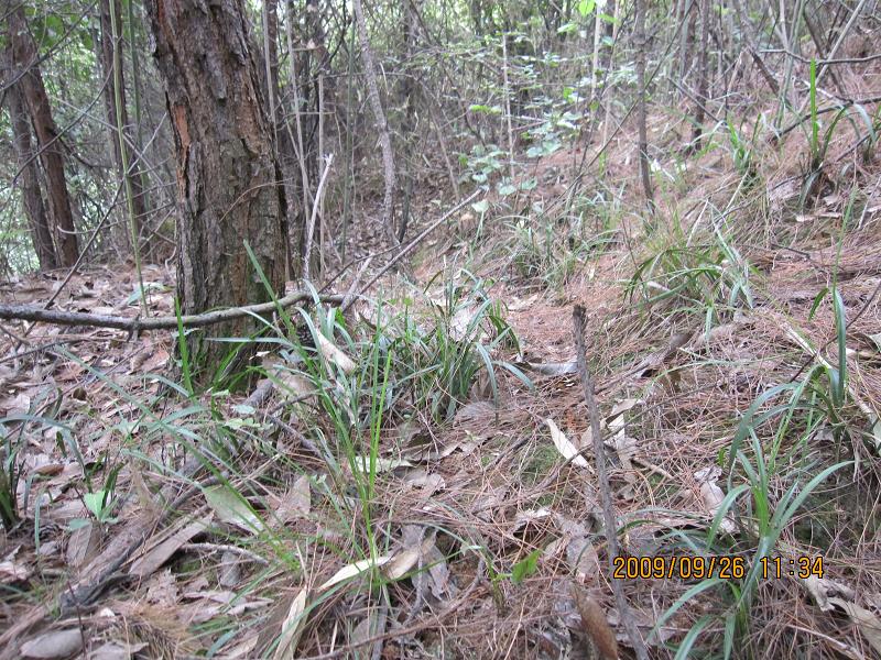 请看湖南的野生兰草-以兰会友-中国兰花交易网