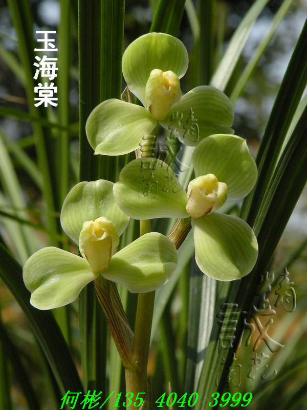 春铭品~玉海棠*前垄母苗 - 兰花