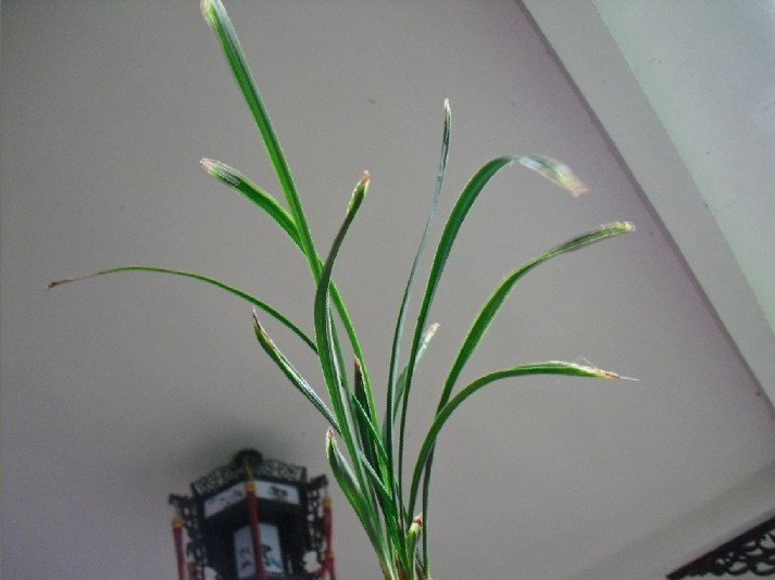 春兰极品鹅头水晶现切上拍(0拍) - 中国兰花交易网