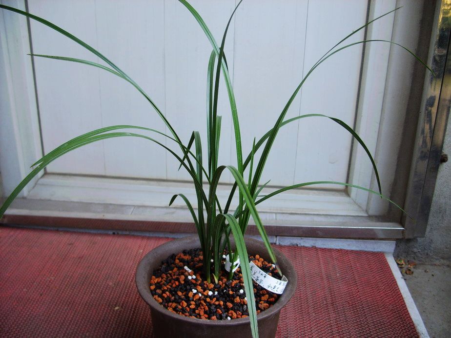 蕙兰荡子