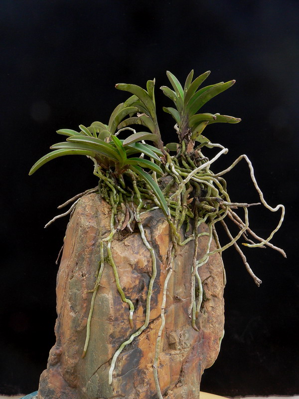 石头上种的风兰