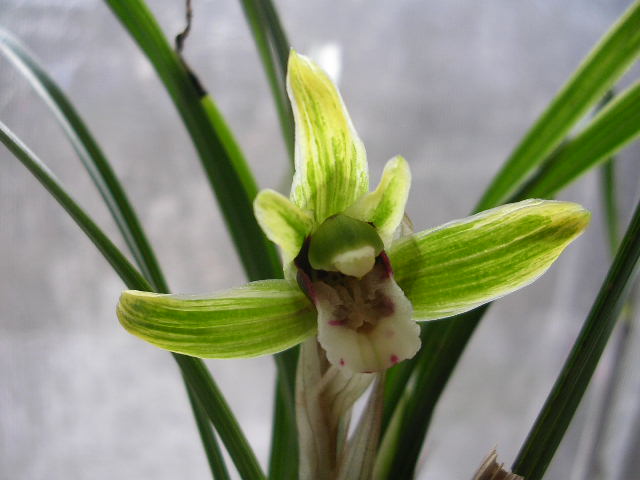 ˮĻ