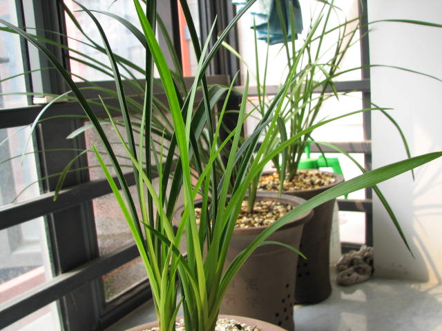 俺的<em>美女 花蕊</em>夫人 !-茶余兰后-中国兰花交易网