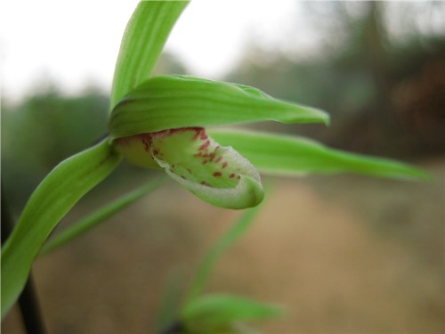 大叶寒兰青花鹤立花群