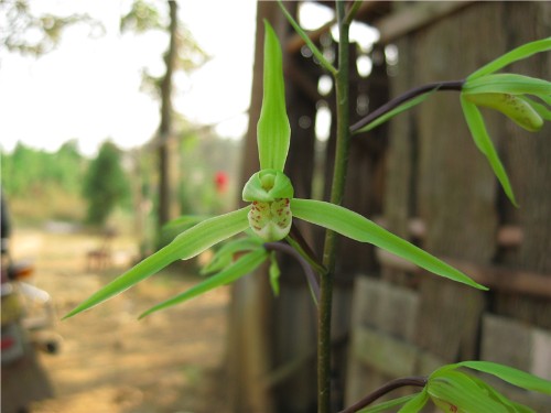 大叶寒兰青花鹤立花群