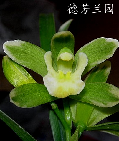 凤凰冠5苗90元—40元花盆 - 中国兰花交易网