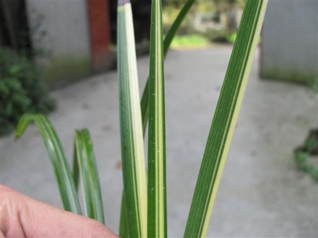 新品春剑漂亮缟艺 - 中国兰花交易网