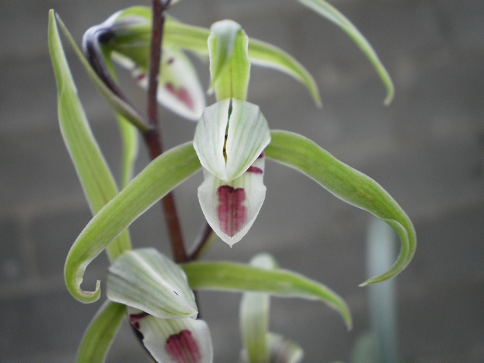 红心舌折鹤-寒兰篇-中国兰花交易网社区