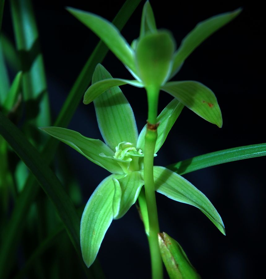 云南名花——奇花素-莲瓣篇-中国兰花交易网社区