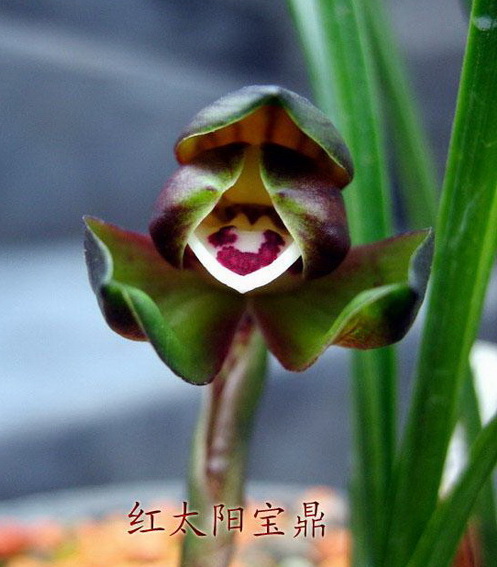 红太阳宝鼎-春兰篇-中国兰花交易网社区
