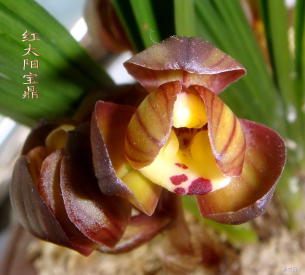 红太阳宝鼎-春兰篇-中国兰花交易网社区