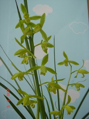 如意素蕙兰