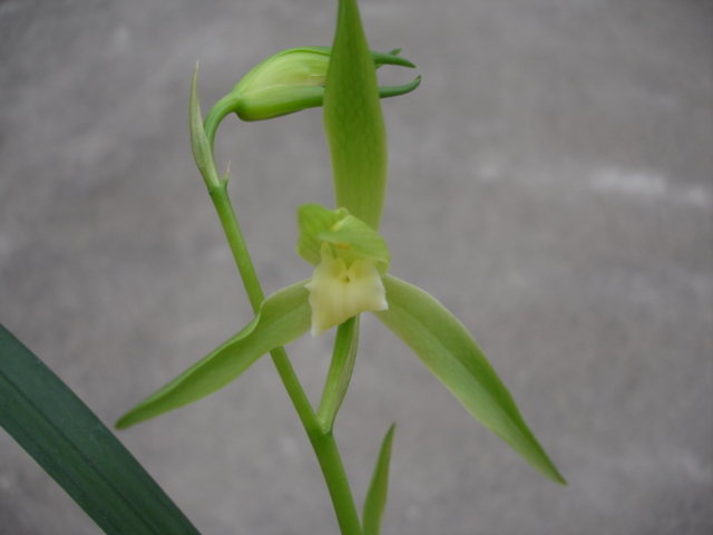 带花苞寒兰白花